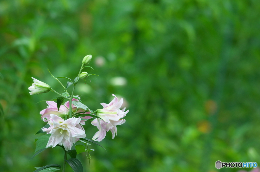 雨の日に公園でお花　３