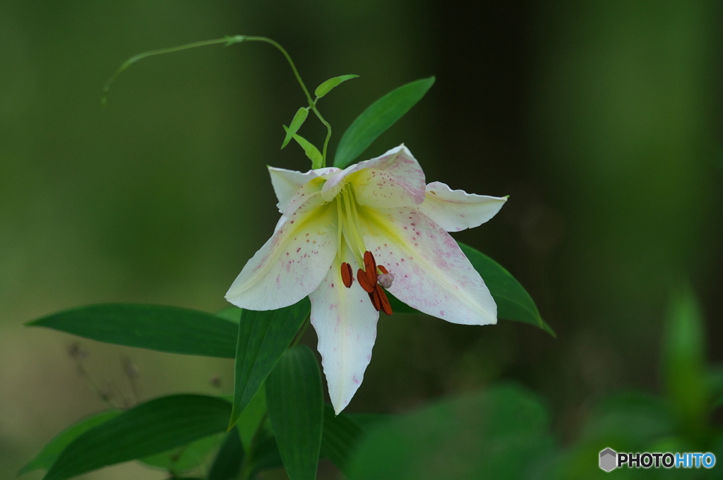 公園　ユリの花の森　３