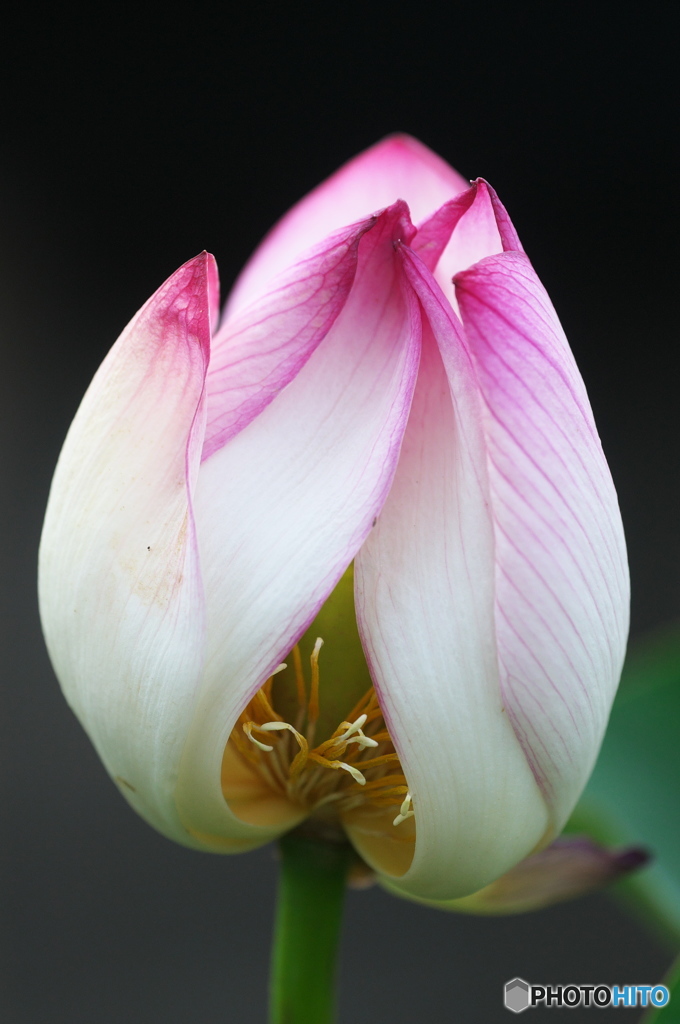 公園　蓮の花　５