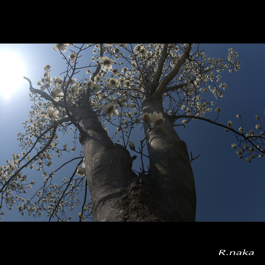 白木蓮　１