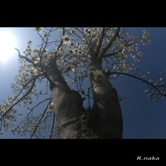 白木蓮　１