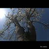 白木蓮　１