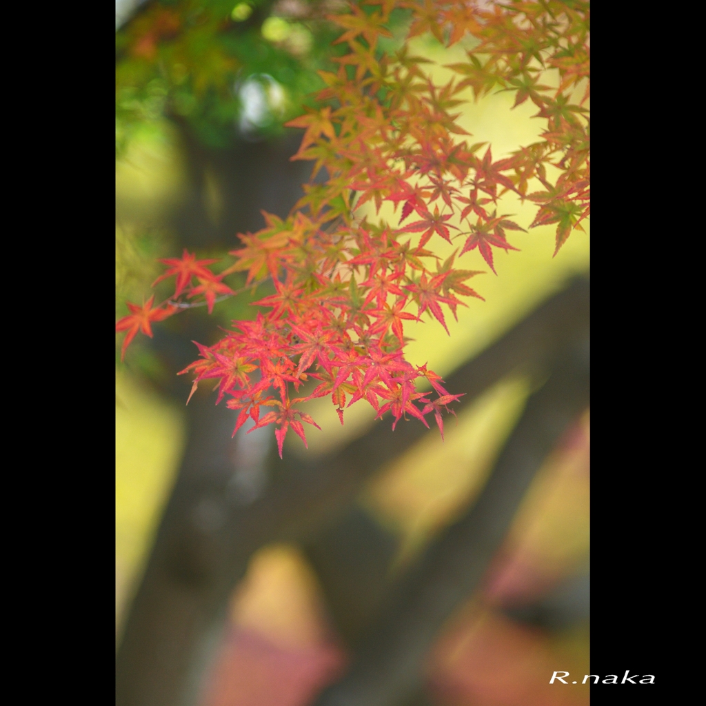 公園の紅葉　９