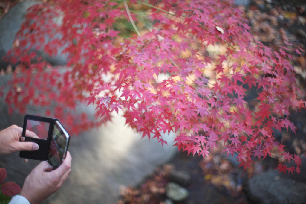 公園の紅葉