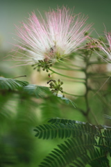 ねむの花