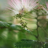 ねむの花