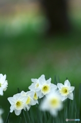 子供の森のお花達　10　白水仙