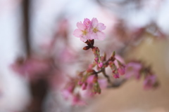 公園の桜　