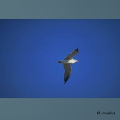 修行時代　海編　４