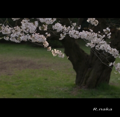 公園の桜　４