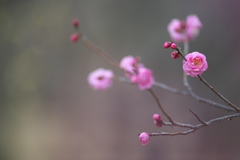 公園の梅の花