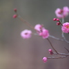 公園の梅の花