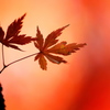 公園の紅葉