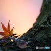公園の紅葉　Ⅱ　その５