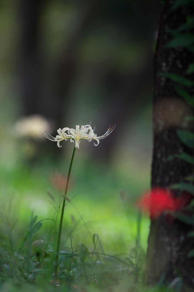 公園の彼岸花