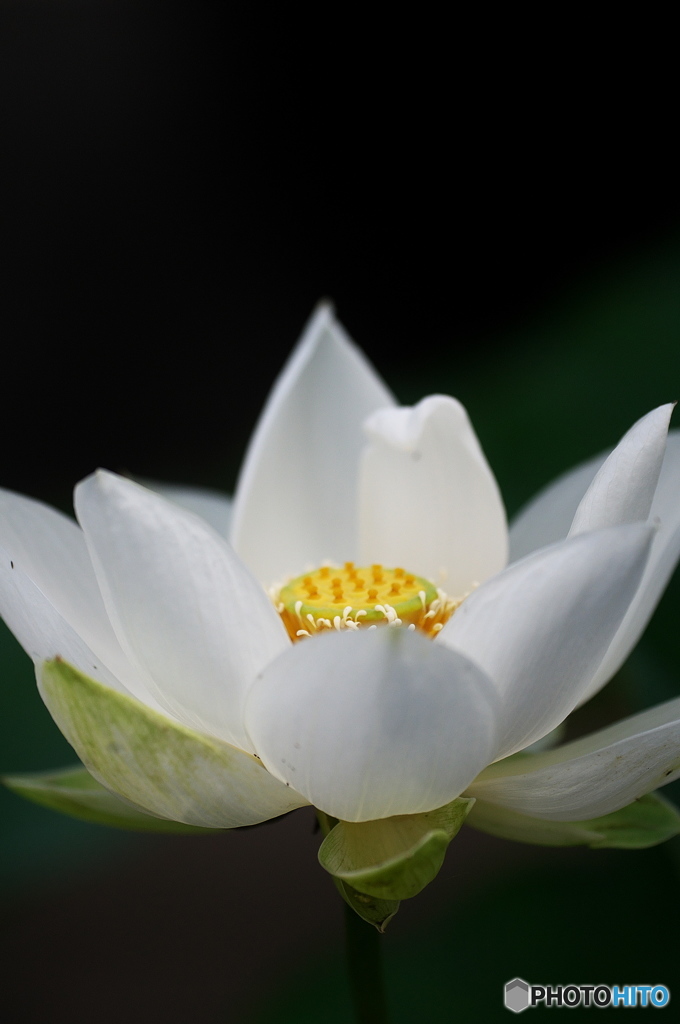 公園　蓮の花　４