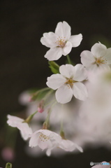 桜の花を花として撮ってみた　４