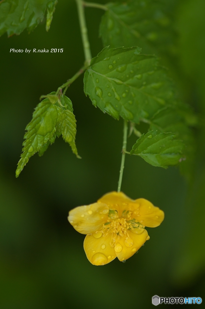 雨の公園　３