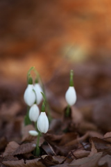 公園の花