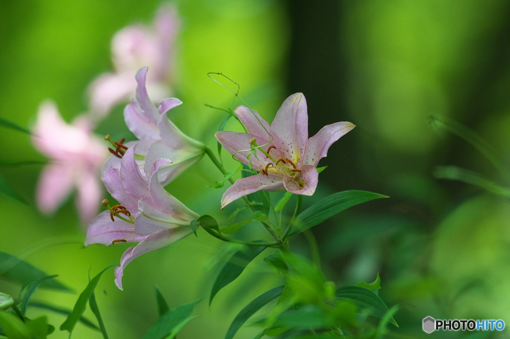 公園　ユリの花の森　４