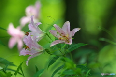 公園　ユリの花の森　４