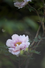 公園の牡丹