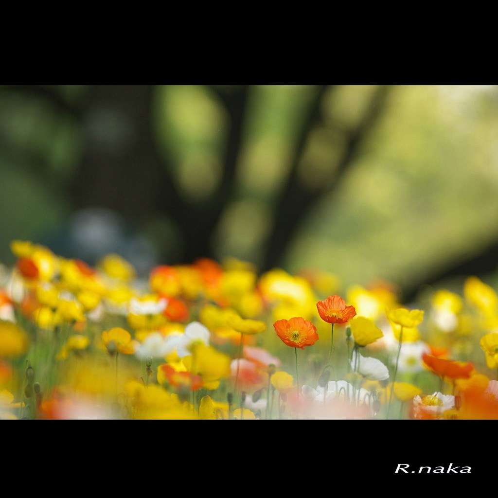 ポピー畑　５