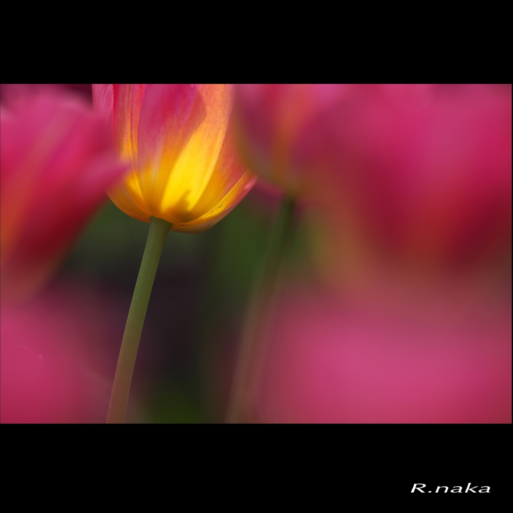 公園のチューリップ　１５