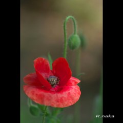 ２０１５花の丘ポピー　６