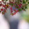 公園の紅葉