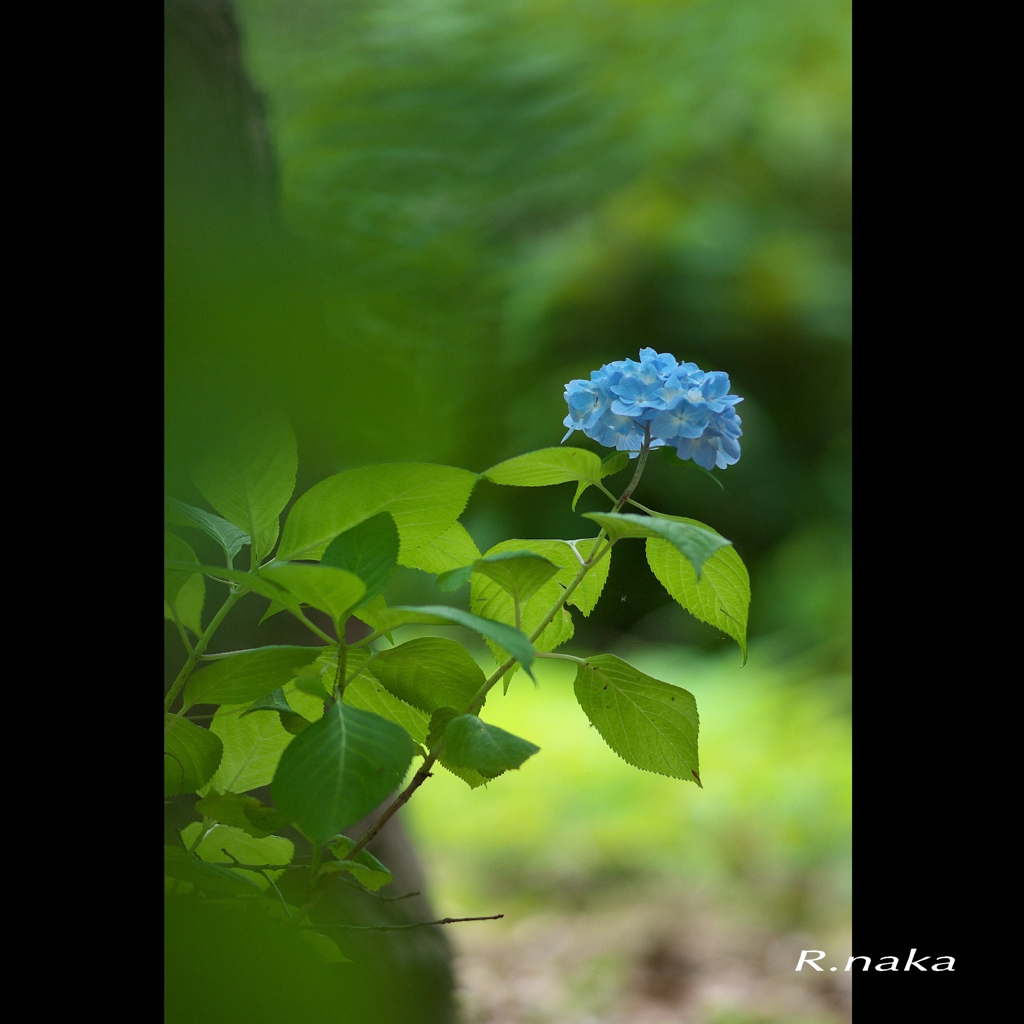 公園のアジサイ　４