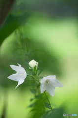 雨の日に公園でお花　９