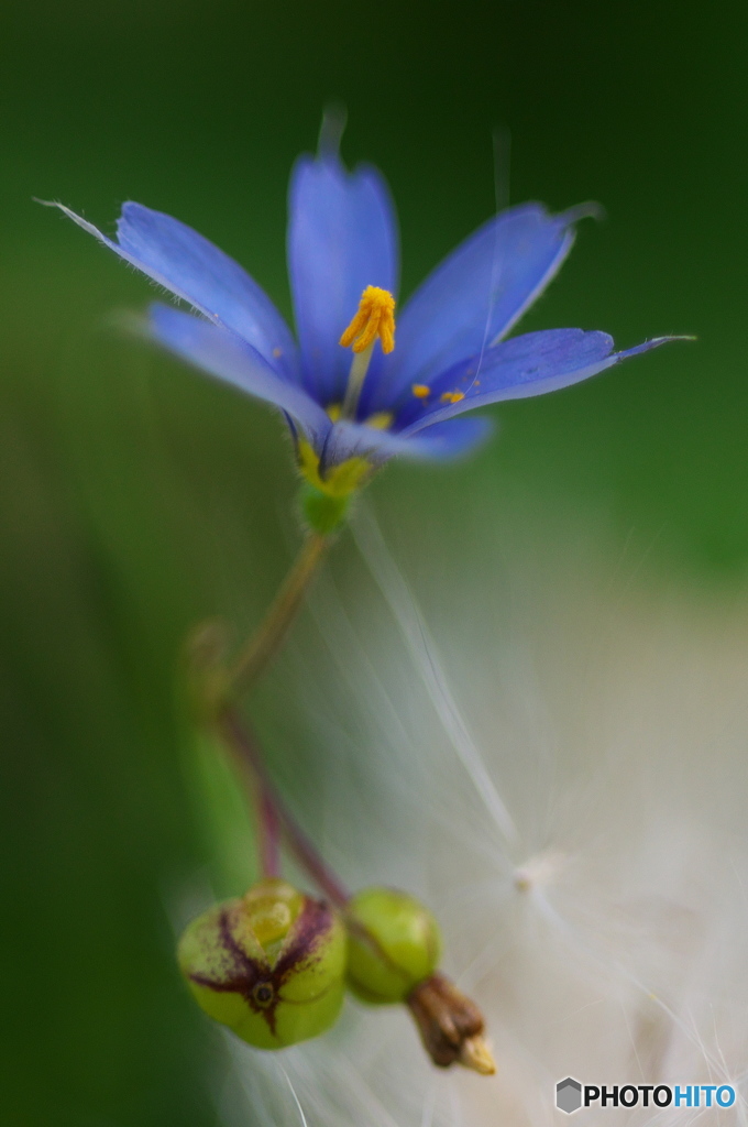 公園でマクロ　庭石菖　５