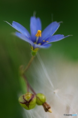 公園でマクロ　庭石菖　５