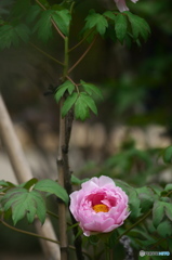 公園で撮ったはじめての花　牡丹