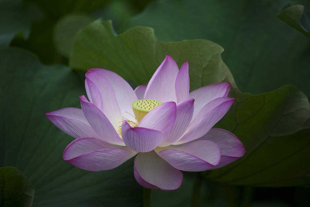 公園の花達