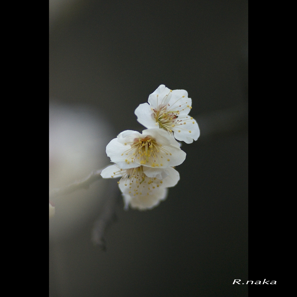 公園の白梅　３