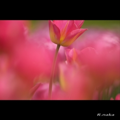 公園のチュウリップ　９