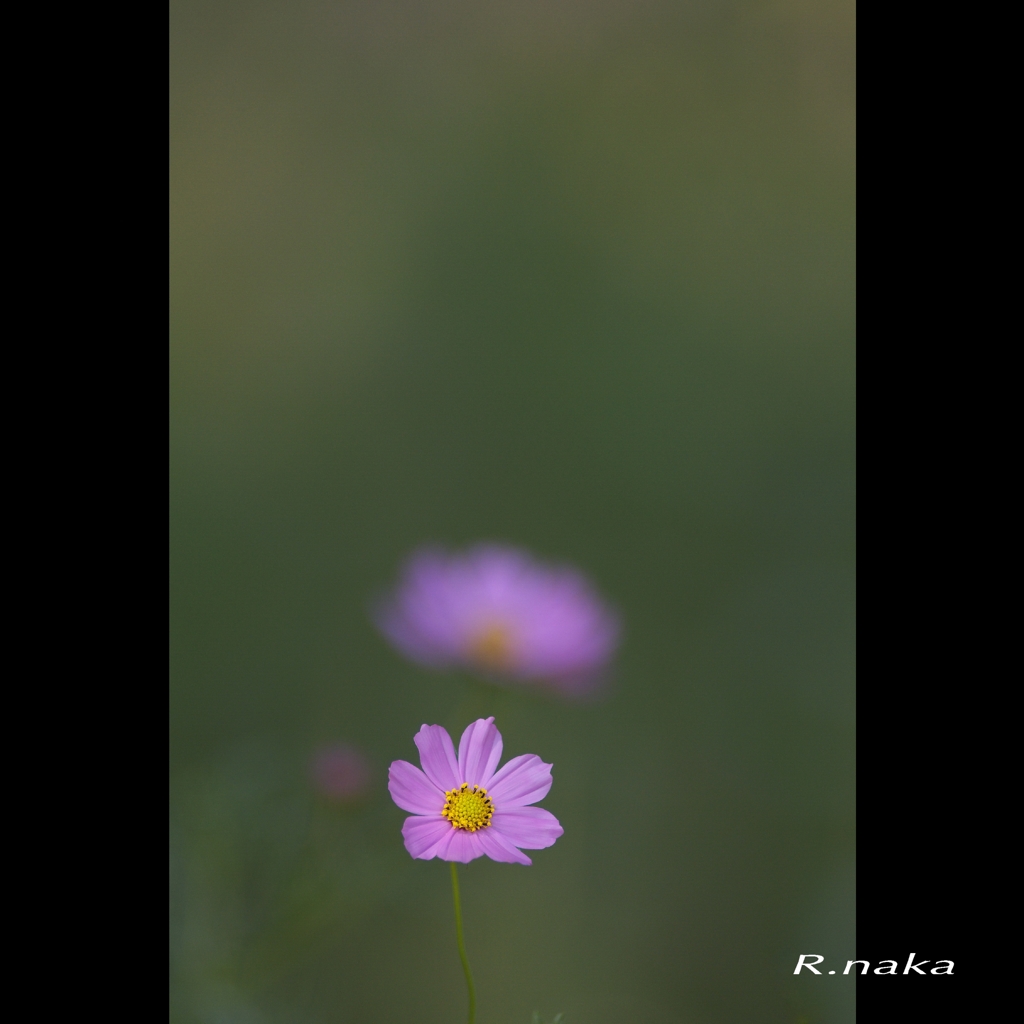 ３００mmのコスモス　４