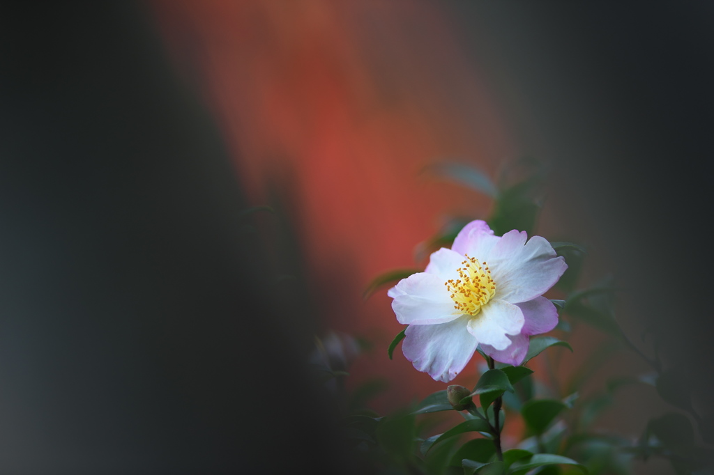 公園の山茶花　