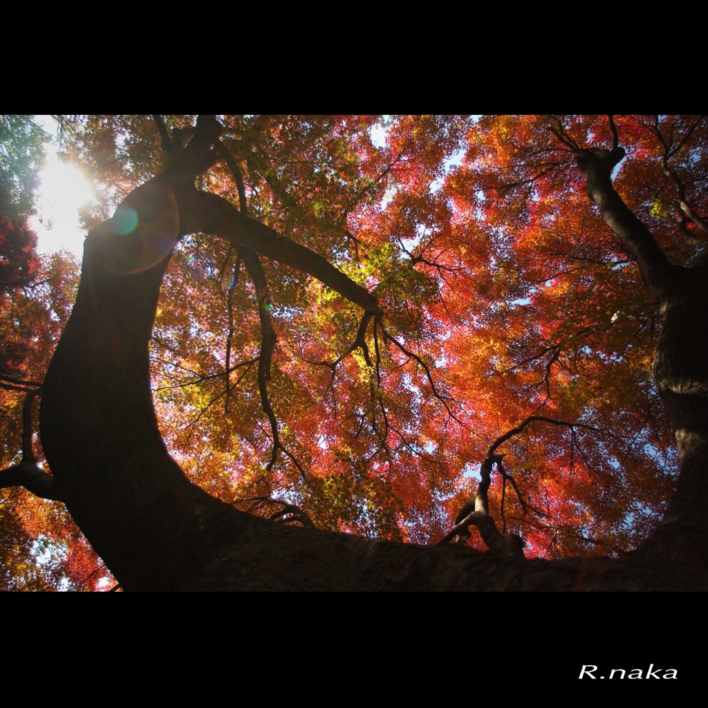 公園の紅葉　２