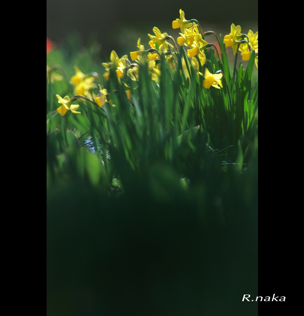 深い森の小さなお花達　３