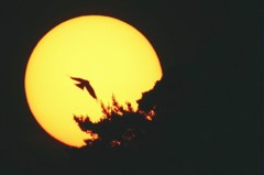 フィルムで撮った太陽　夕日に鳥