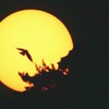 フィルムで撮った太陽　夕日に鳥