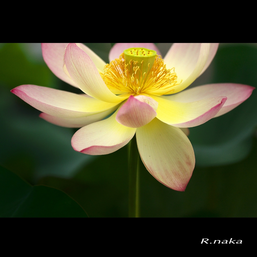 公園の蓮　２