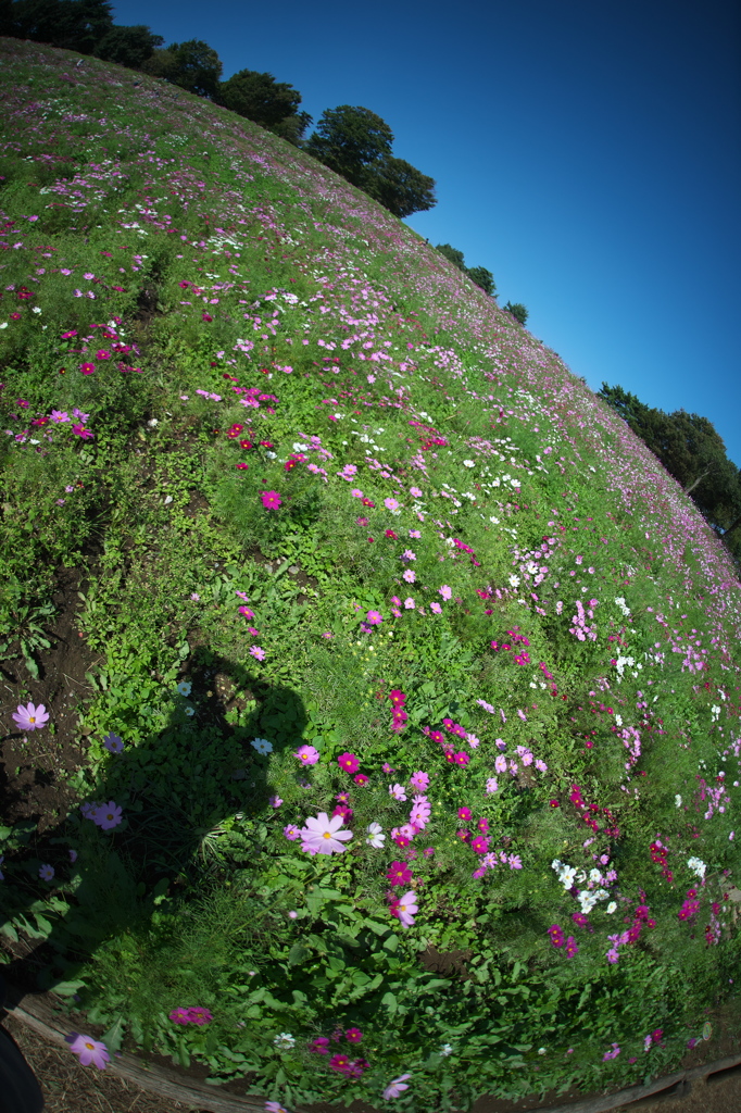 花の丘コスモス