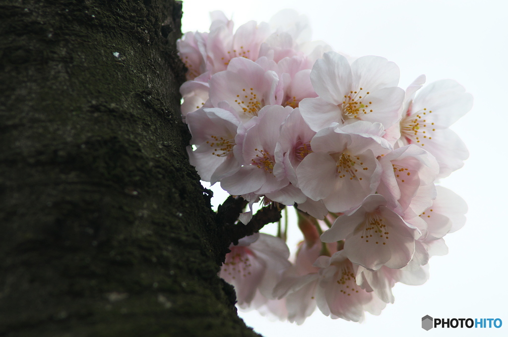 桜の花を花として撮ってみた　９