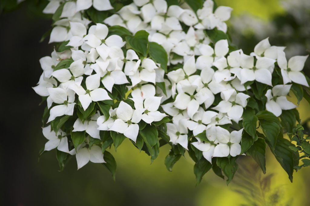 公園の花達