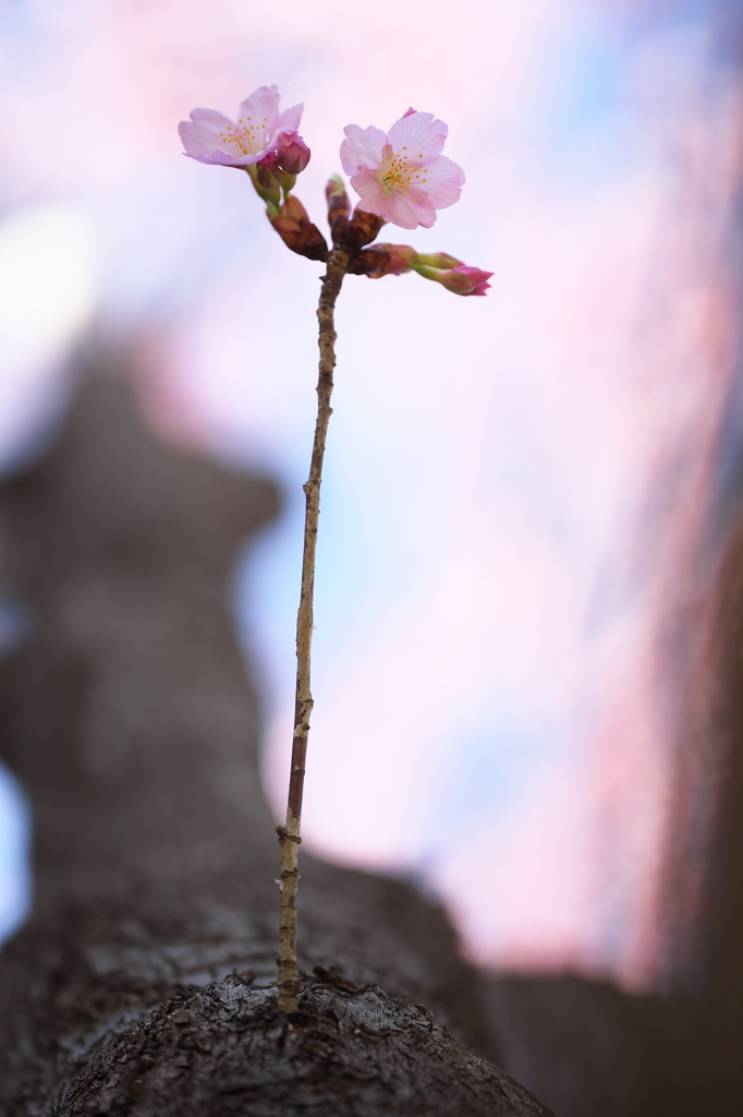 公園の桜