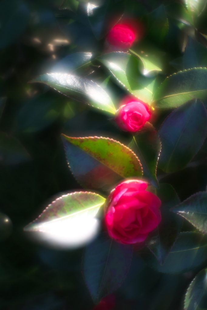 公園の花